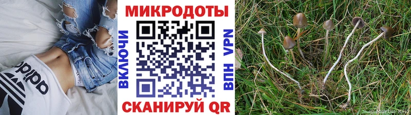 Галлюциногенные грибы Psilocybe  Касимов 